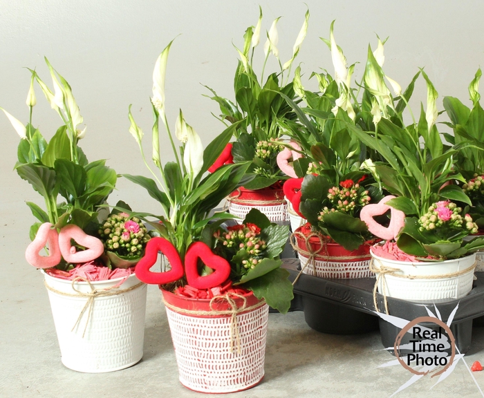 <h4>ARR KAMERPL</h4>