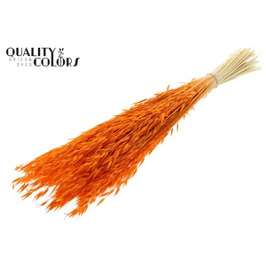 Avena per bunch Bleached Orange