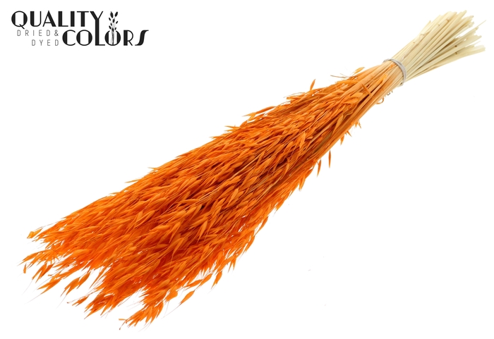 Avena per bunch Bleached Orange