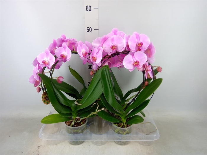 <h4>Phalaenopsis   ...</h4>