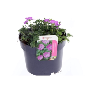 Geranium Max Frei