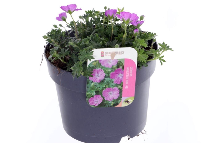<h4>Geranium Max Frei</h4>