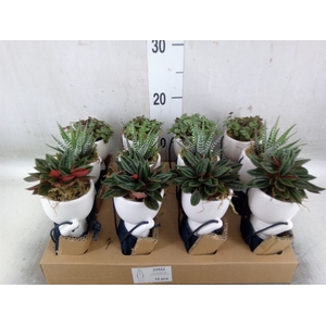 Arr.   Kamerplant Groen L%