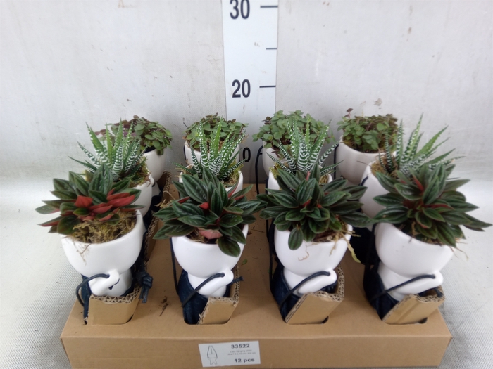 <h4>Arr.   Kamerplant Groen L%</h4>
