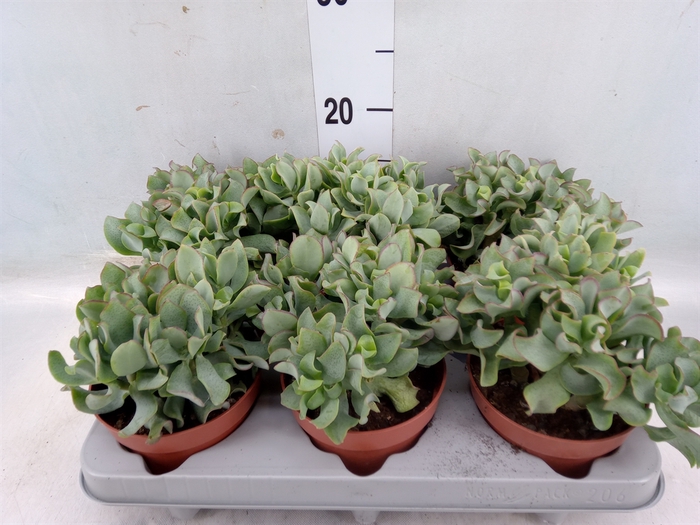 <h4>Crassula arborescens 'Curly'</h4>