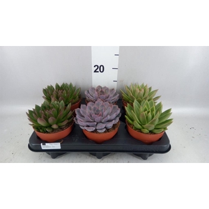 Echeveria   ...mix