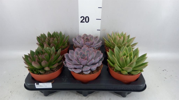 <h4>Echeveria ...mix</h4>