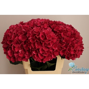 HYDR M MAG RUBYRED
