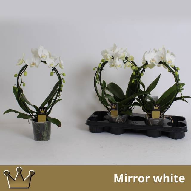 <h4>PHAL MIRROR WHITE 2 TAK</h4>