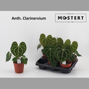 ANTHU CLARINERVIUM