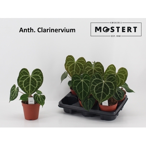 ANTHU CLARINERVIUM