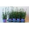 arr8 Salvia Ne Ostfriesl