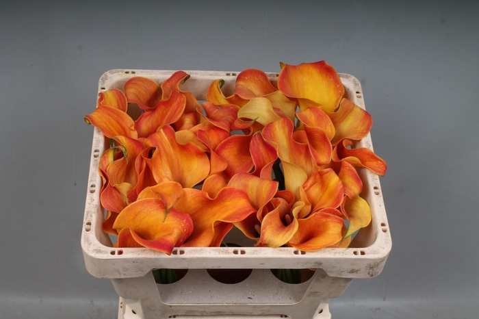 <h4>CALLA CALLISTA</h4>