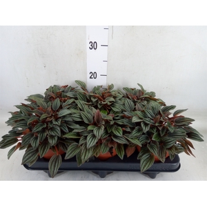 Peperomia caperata 'Lima'