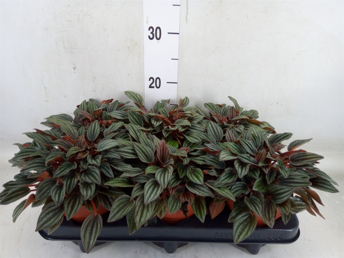 <h4>Peperomia caperata 'Lima'</h4>