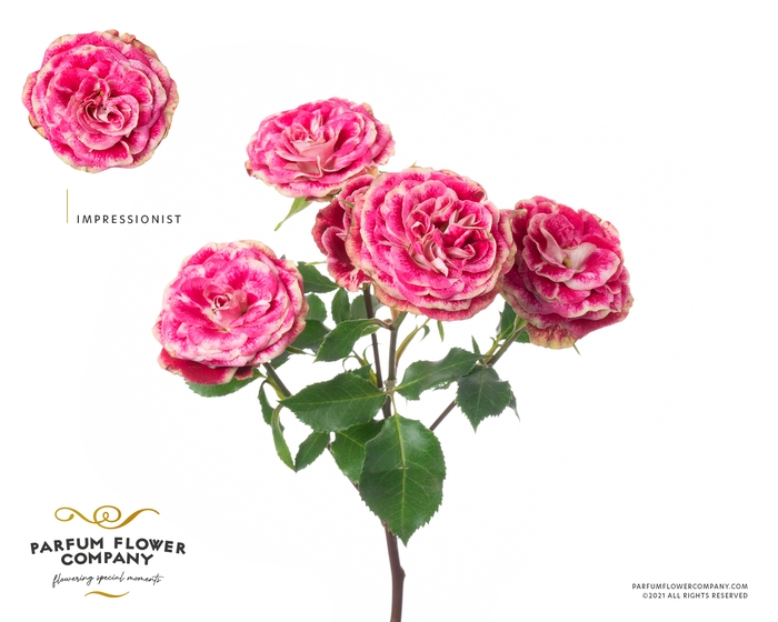 <h4>Rosa Spray Impressionist</h4>