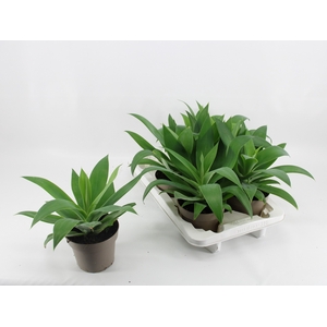 AGAVE OV