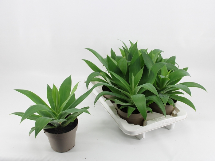 <h4>AGAVE OV</h4>