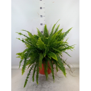 Nephrolepis exal. 'Green Lady'