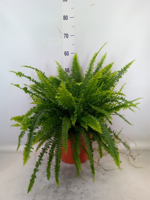 <h4>Nephrolepis exal. 'Green Lady'</h4>