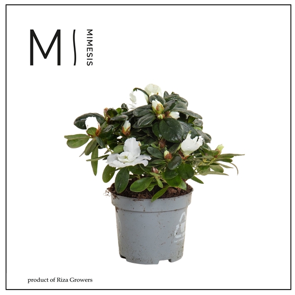 <h4>Rhododendron Simsii Grp 'Hellmut Vogel'</h4>