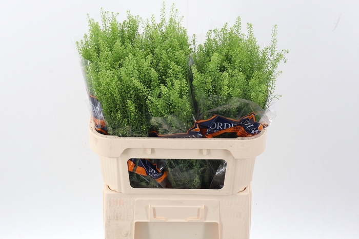 <h4>Lep Ru Green Bell</h4>