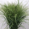 Panic Vi Squaw (x75 Stems In Bundle)