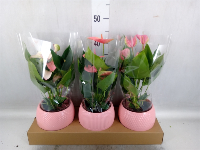 Anthurium   ...mix