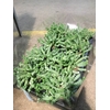 Crassula Hottentot