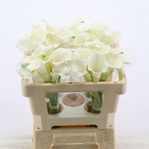 Calla Whitehorse