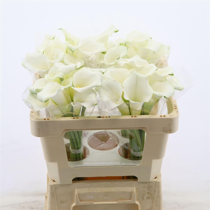 <h4>Calla Whitehorse</h4>