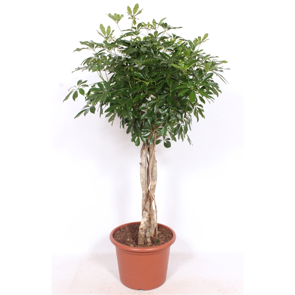 <h4>Schefflera arboricola 'Compacta'</h4>