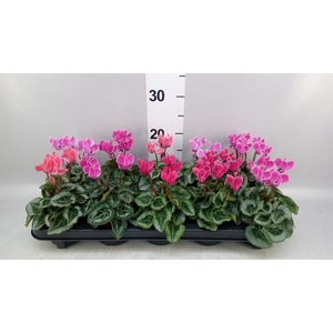 Cyclamen KL 'Smartiz'