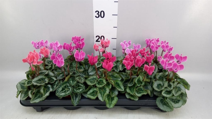 <h4>Cyclamen KL 'Smartiz'</h4>