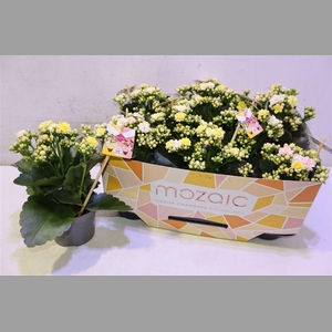 Kalanchoe Mozaic