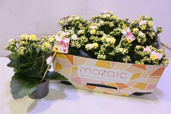 <h4>Kalanchoe Mozaic</h4>