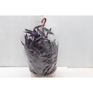 TRADESCANTIA PALLIDA C21
