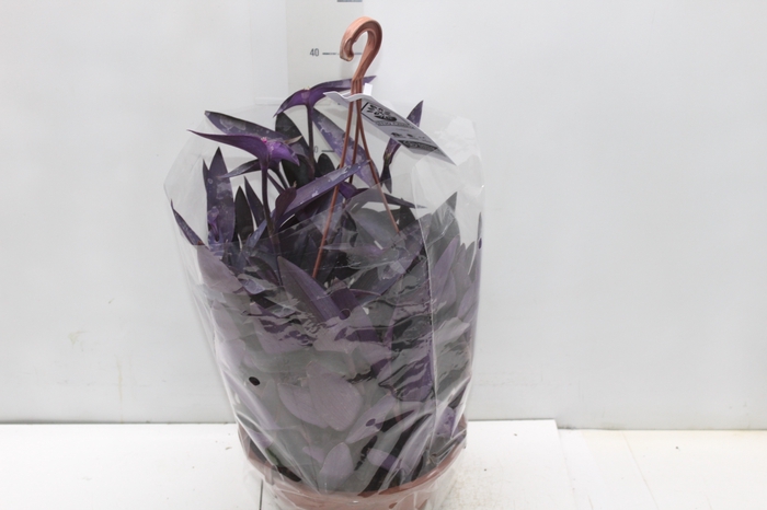 <h4>TRADESCANTIA PALLIDA C21</h4>