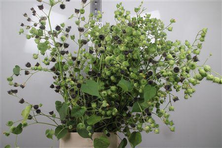 <h4>Lavatera Seed</h4>