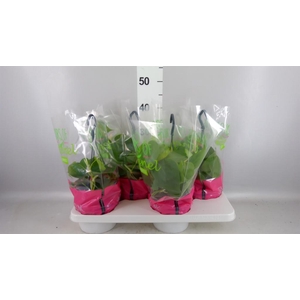 Philodendron scand.