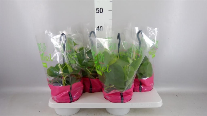 <h4>Philodendron scand.</h4>