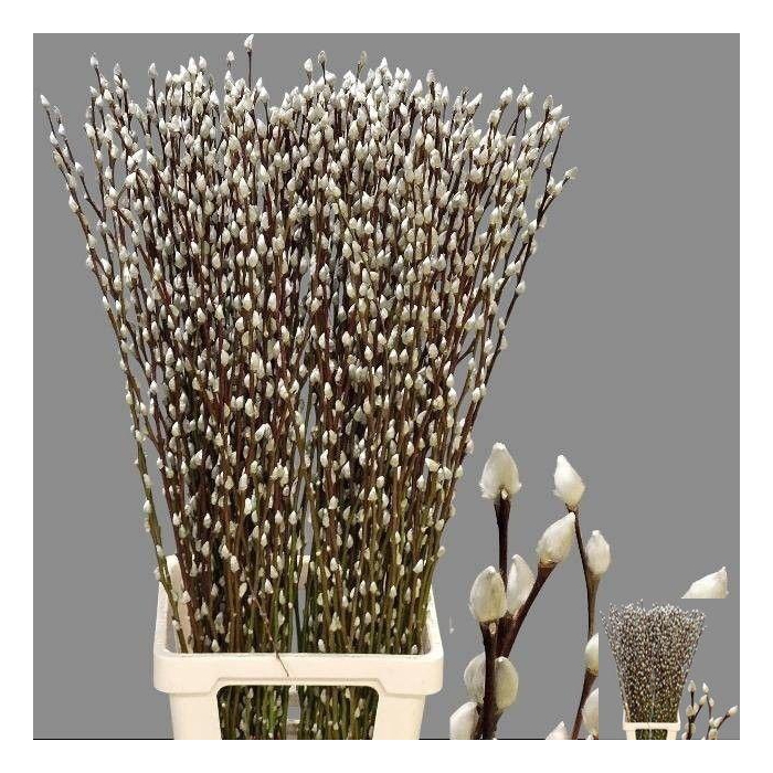 <h4>SALIX CA SNOW FLAKE</h4>