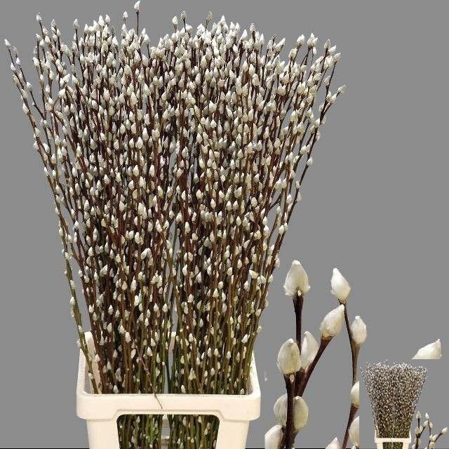 SALIX CA SNOW FLAKE