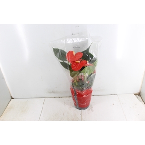 ANTHURIUM ATLAS P17 PREMIUM