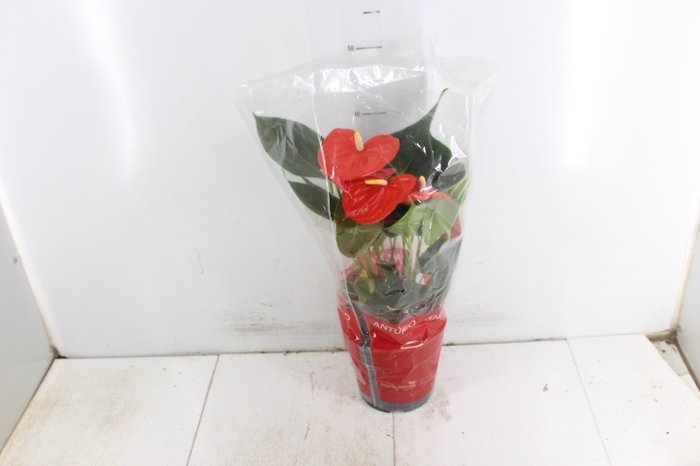 ANTHURIUM ATLAS P17 PREMIUM