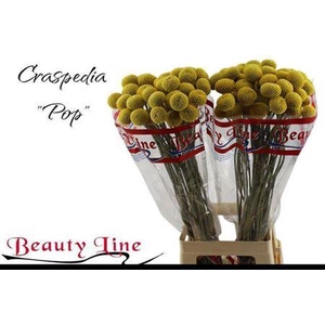 Craspedia Paintball Pop