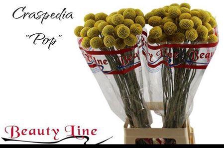 <h4>Craspedia Paintball Pop</h4>