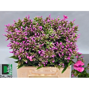 PHLOX P PINK EYES