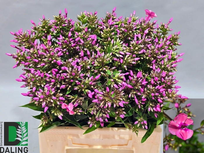 <h4>PHLOX P PINK EYES</h4>