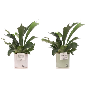 Platycerium Bif. in P&PURE Essential ceramics ass.2